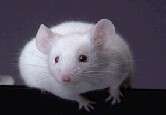 In mice, diabetes drug metformin tied to longer, healthier lives