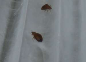 Innovative new nanotechnology stops bed bugs in their tracks--literally