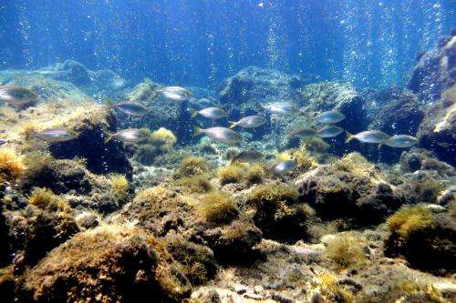 Insight into marine life's ability to adapt to climate change