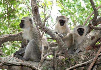 In solving social dilemmas, vervet monkeys get by with a little patience