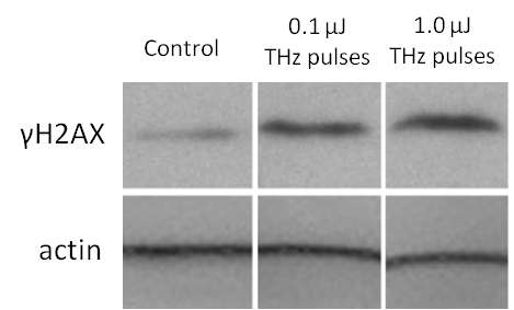 Intense terahertz pulses cause DNA damage but also induce DNA repair