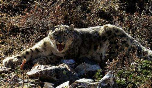 In this handout photograph released by the World Wildlife Fund (WWF) Nepal on December 18, a rare snow leopard is seen after bei
