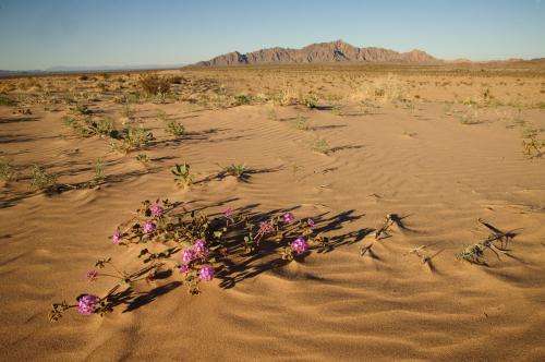 Invasion in the desert: Why some plant species are survivors