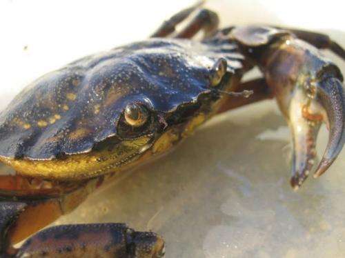 Invasive crabs help Cape Cod marshes