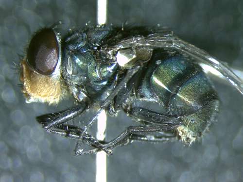 Invasive fly species continues to move northward