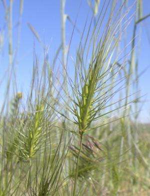 Invasive grass known as medusahead discovered in Montana