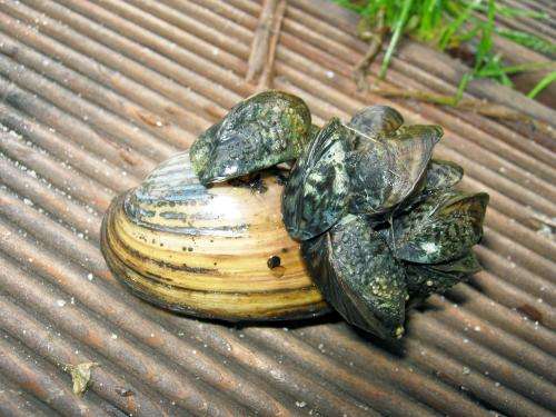 Invasive mussel is not harmed by toxins and invades the freshwaters of Europe and North America