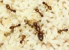 Invasive tawny crazy ant found in Georgia