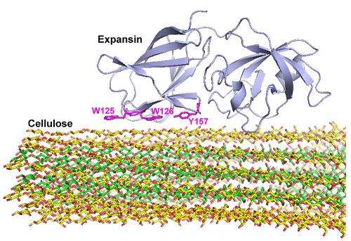 Iowa State, Ames Lab chemists help find binding site of protein that allows plant growth
