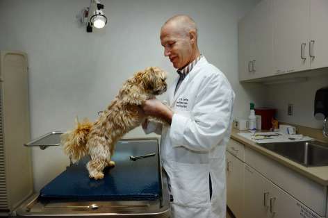 Iowa State veterinary researcher studies new treatments for spinal injuries in dogs
