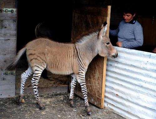 Ippo, a three month old zonkey, a cross between a zebra and a donkey, is seen in its pen at an animal shelter in Florence, on Oc