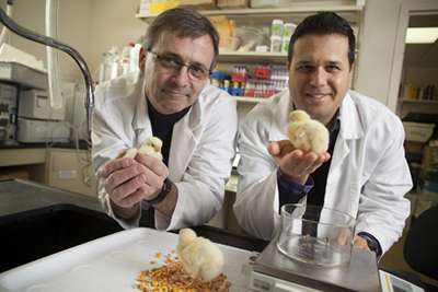 Iron in new maize strain gets absorbed more readily