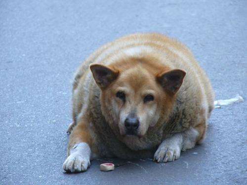 It's a dog's life when man's best friend becomes his fattest