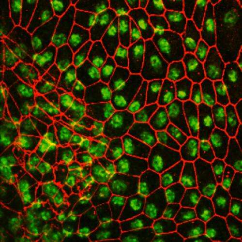 IUPUI stem cell research could expand clinical use of regenerative human cells