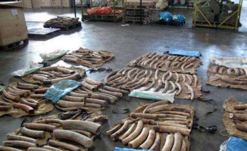 Ivory confiscated by the Singapore Customs department on January 30, 2013