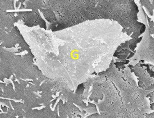 Jagged graphene edges can slice into cell membranes