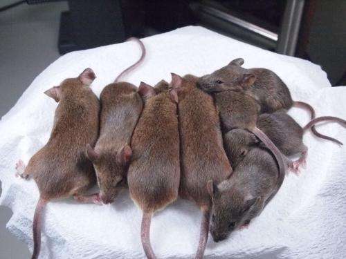 Japanese researchers succeed in making generations of mouse clones