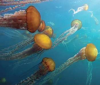 Jellyfish blooms pulse cyclically through time