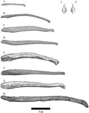 Ancient European bear had unusually large penis bone