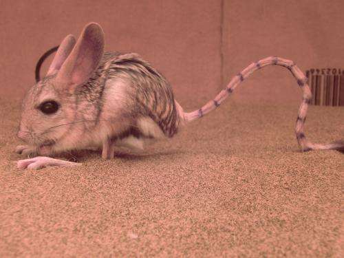 Jump for your life! Bipedal rodents survive in the desert with a hop, a skip and a jump