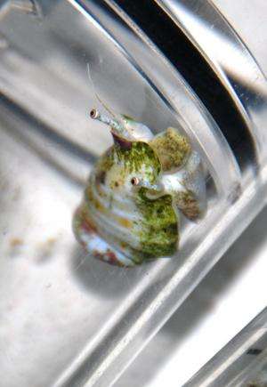 Jumping snails leap over global warming