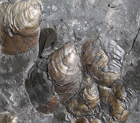 Jurassic clues to current declining size of marine life