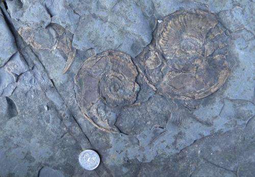 Jurassic records warn of risk to marine life from global warming