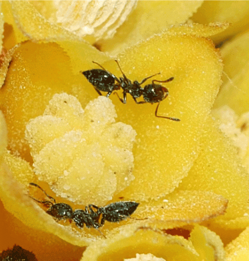 Just what makes that little old ant&amp;hellip; change a flower's nectar content?