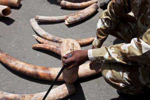Kenyan rangers inspect ivory tusks at Mombasa Port on August 21, 2013