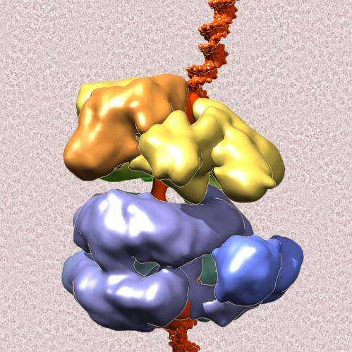 Key step in molecular 'dance' that duplicates DNA deciphered