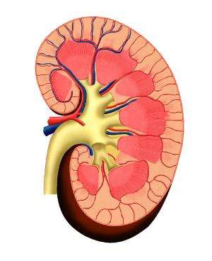 Team grows kidney from stem cells