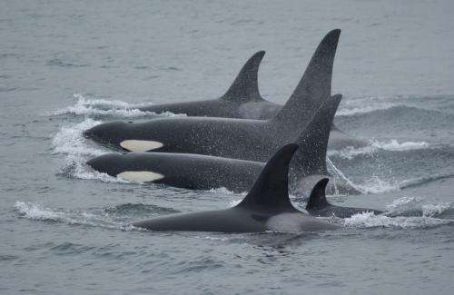 Killer whale genetics: Redefining stock structure in a marine top predator
