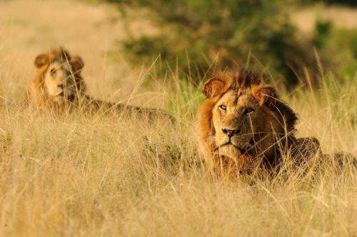 King of beasts losing ground in Uganda's paradise