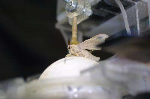Insect drives robot to track down smells (w/ video)