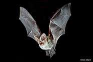 Lack of monitoring impairs bat conservation research