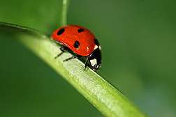 Lady beetle diet influences its effectiveness as biocontrol agent