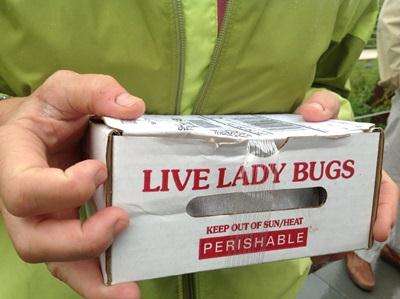 Lady bug, lady bug, eat up