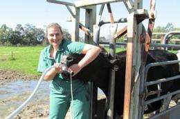 Lameness in dairy cattle linked to diet