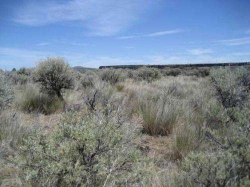 Land management options outlined to address cheatgrass invasion