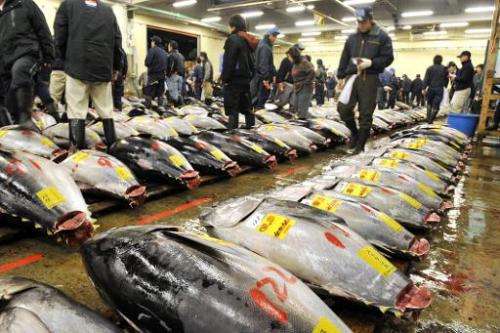 Large bluefin tunas are displayed before the first trading of the year at Tokyo's Tsukiji fish market on January 5, 2010