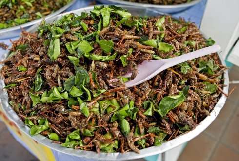 Large-scale edible insect farming needed to ensure global food security