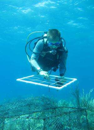 Large study shows pollution impact on coral reefs -- and offers solution