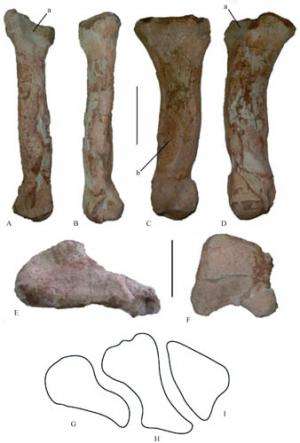 Large theropod metatarsal found in Jurassic Shishugou Formation, Junggar Basin, China