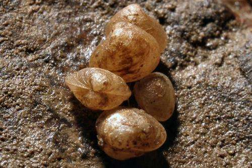 Cryptic clams: Biologists find species hiding in plain view