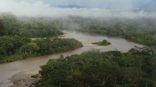 Leading the battle to protect the Amazon