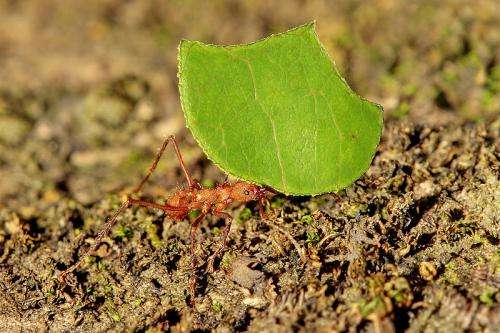 leaf-cutter ant