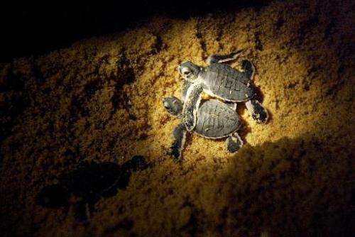 Leatherback turtle hatchlings make their way into the sea after being released on a beach at a turtle sanctuary near the eastern