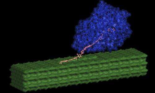 Less is more: Novel cellulose structure requires fewer enzymes to process biomass to fuel