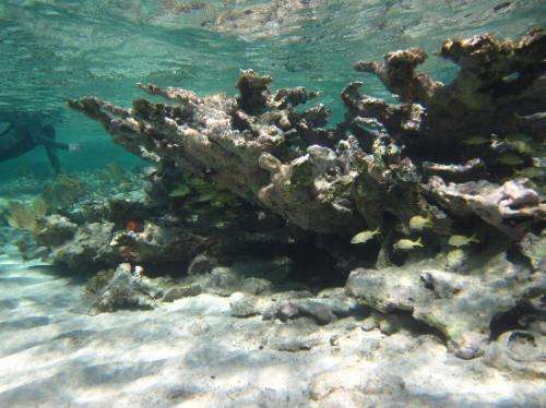 Lessons for our reefs in Caribbean study