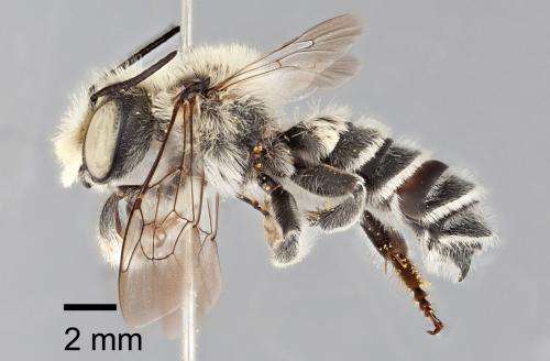 Let me introduce myself -- leafcutter bee Megachile chomskyi from Texas